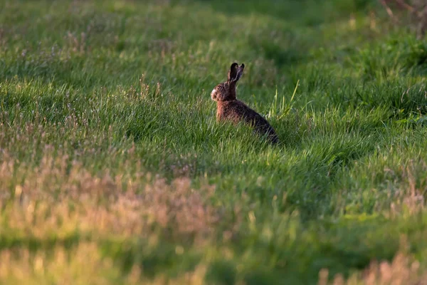 Hare in spring meadow in evening sunlight. — Stockfoto