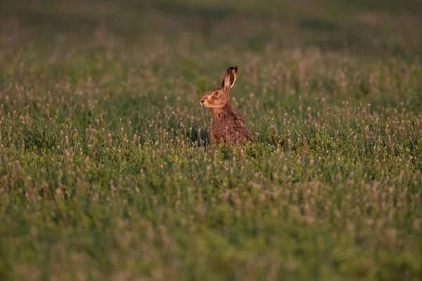 Lepre in prato di primavera in luce del sole di sera . — Foto Stock