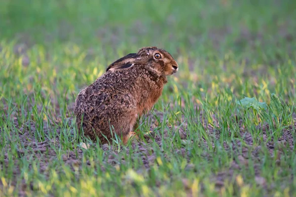 Feldhasen im Frühling im Licht der Abendsonne. — Stockfoto