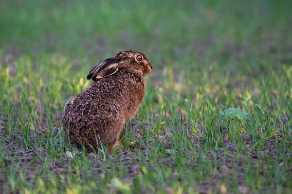 Hare i åkermark på våren upplyst av kvälls solljus. — Stockfoto