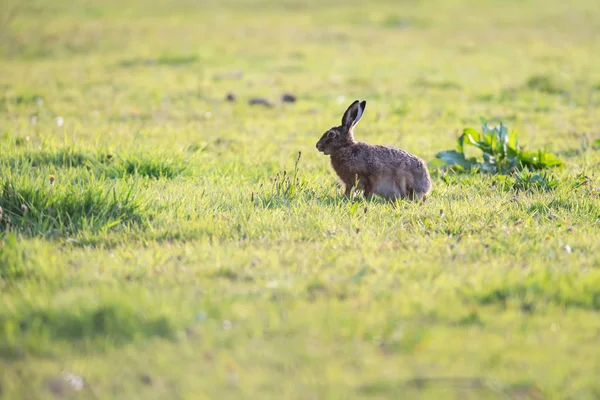 Hare siedzi w słonecznej łące. — Zdjęcie stockowe