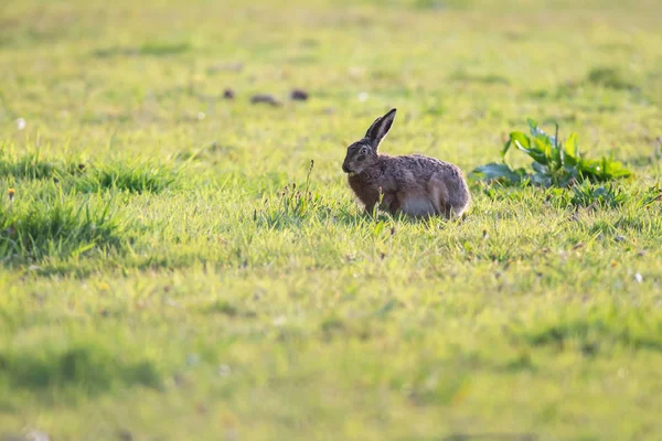 Hare sitting in sunny meadow. — Stok fotoğraf