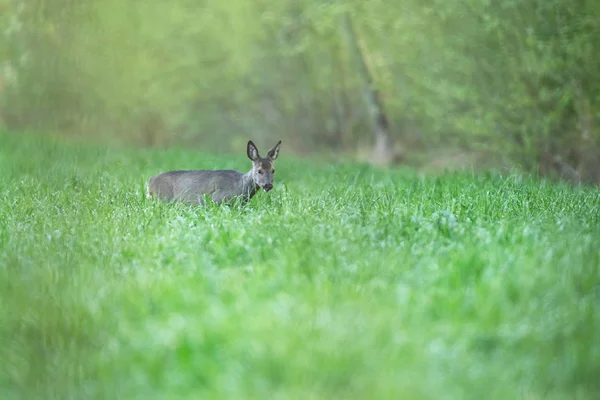 Ciervo corzo en el prado a principios de primavera . — Foto de Stock