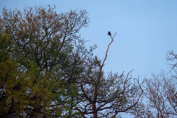 Crow se usadila na větvi ve jarní pralese za soumraku. — Stock fotografie