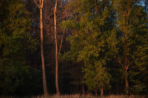 Bordo di foresta in primavera illuminato da luce del sole di sera . — Foto Stock