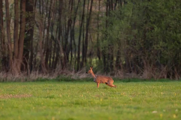 Roe deer doe in meadow in springtime in evening sunlight. — Stock Photo, Image