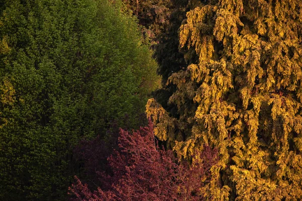 Detalj av olika trädslag i kvälls solljus på våren. — Stockfoto