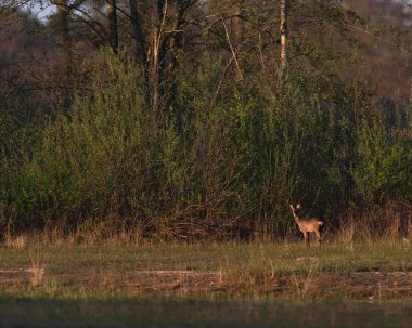 Bahar güneşli akşam ormanda alanda uyarı karaca geyik Doe.