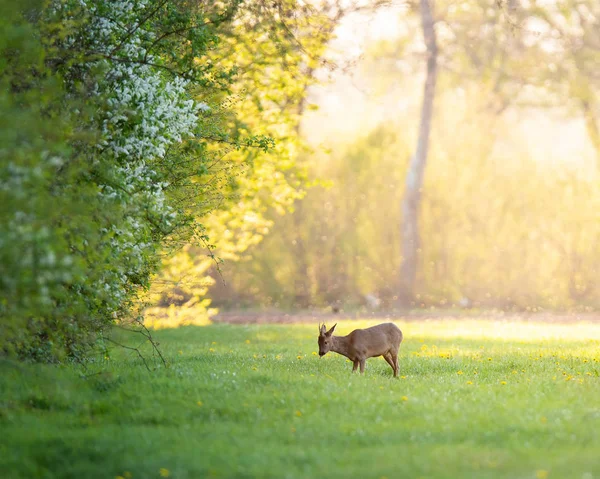 Roebuck cerca del borde del bosque en la tarde soleada en primavera . — Foto de Stock