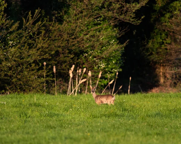 春天阳光明媚的傍晚,在草地上的鹿鹿. — 图库照片