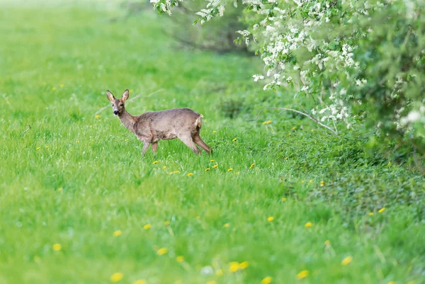 Capriolo cervo nel prato ai margini della foresta in primavera . — Foto Stock