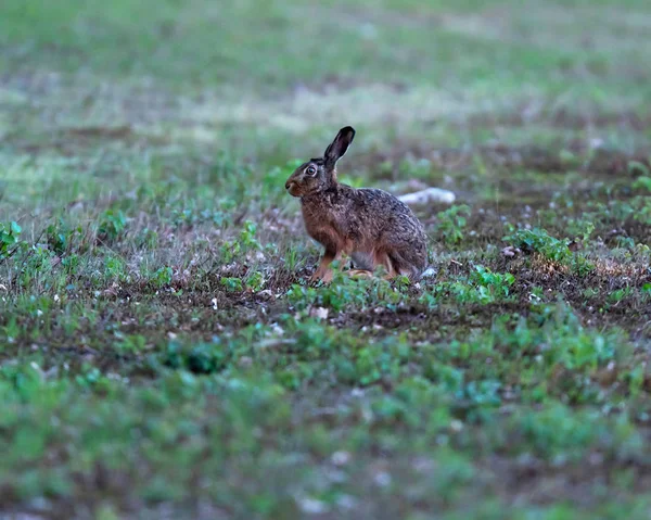 Hare zittend in het veld bij zonsopgang. — Stockfoto