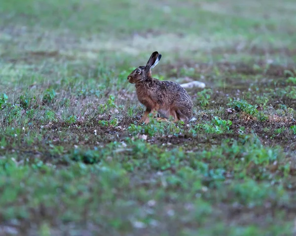 Hare siedzi na polu o świcie. — Zdjęcie stockowe