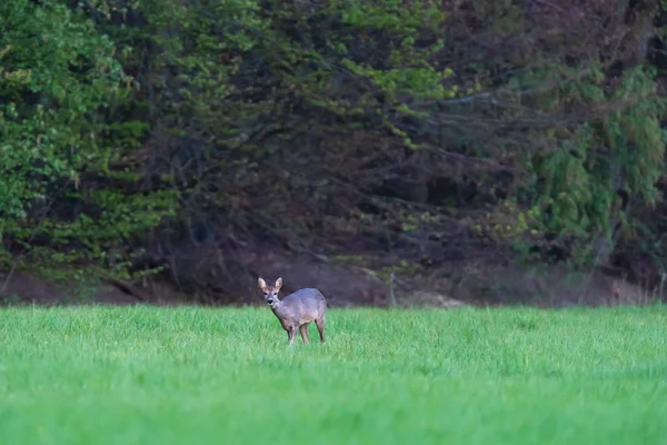 Roe deer doe in forest meadow at dawn in spring. — Stock Photo, Image