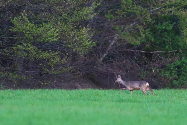 Roe jelen v lesní louce za úsvitu na jaře. — Stock fotografie