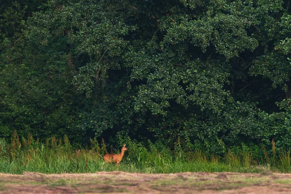 Rehe am Waldrand in der Abendsonne. — Stockfoto