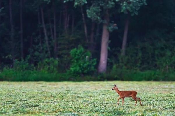 Молодой косуля олень на свежем лугу возле леса . — стоковое фото