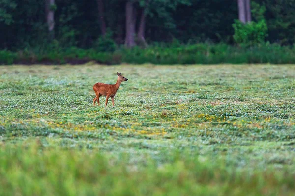 Jonge reeën in vers gemaaide weide nabij bos. — Stockfoto