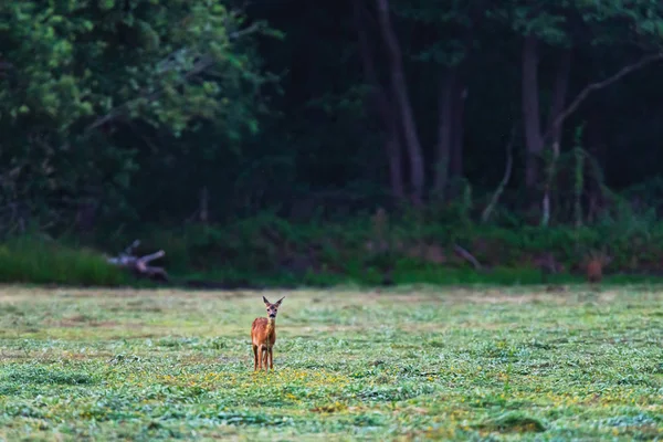 Young roe deer eating herbs in meadow near forest. — Stock Photo, Image