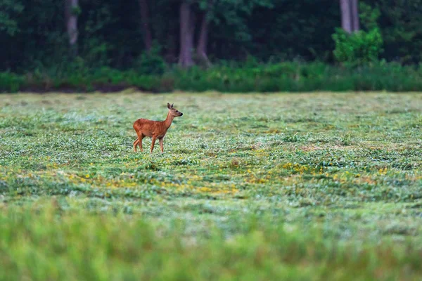 Jeunes chevreuils dans un pré fraîchement tondu près de la forêt . — Photo