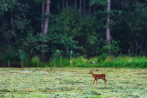 Ormanın yakınındaki taze biçilmiş çayırda genç karaca. — Stok fotoğraf