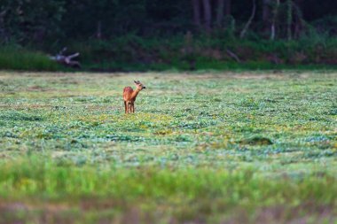 Genç karaca orman yakınındaki çayırda otlar yeme.