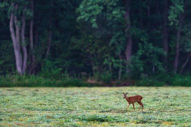 Ormanın yakınındaki taze biçilmiş çayırda genç karaca.