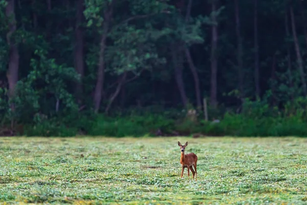 Ormanın yakınındaki taze biçilmiş çayırda genç karaca. — Stok fotoğraf