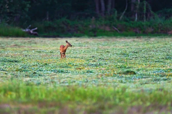 Young roe deer eating herbs in meadow near forest. — Stock Photo, Image