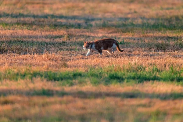 Rood-witte kat wandelen in de weide in de avond zonlicht. — Stockfoto