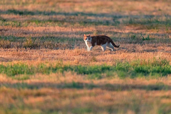 Rood-witte kat wandelen in de weide in de avond zonlicht. — Stockfoto