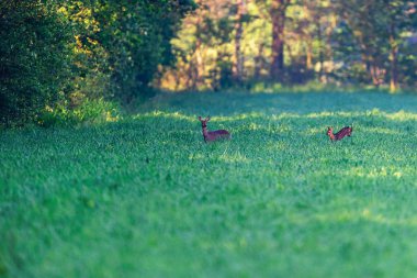 Gün doğumunda çayırda yavrulu karaca.