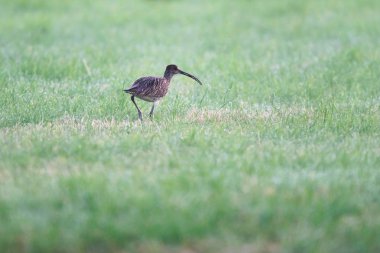 Çayırda avrasya curlew yiyecek arıyor.
