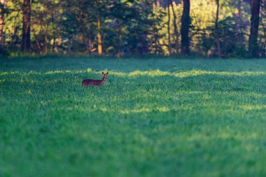 Güneşli sabah çayırda karaca.
