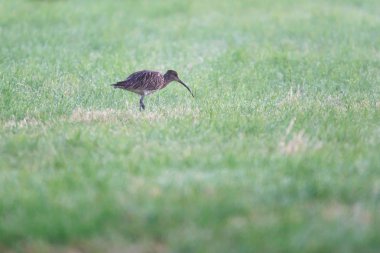 Çayırda avrasya curlew yiyecek arıyor.