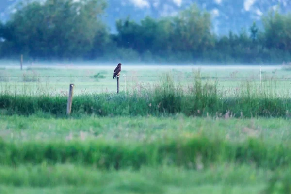 Buzzard uppe på trästolpe i dimmigt landskap. — Stockfoto