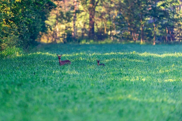 Reh mit Rehkitz auf Wiese bei Sonnenaufgang. — Stockfoto