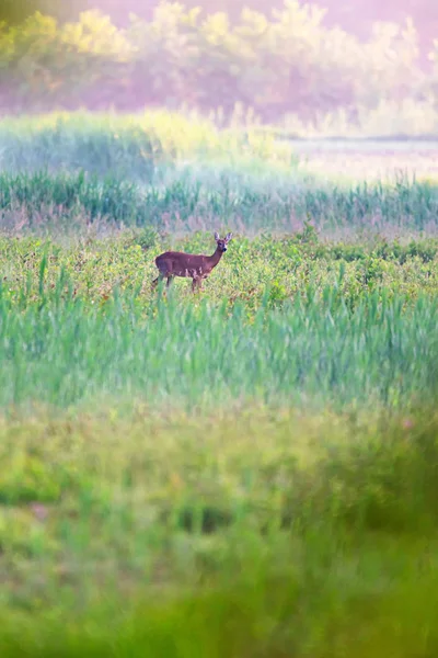 Roe cervo corça entre junco no início da manhã . — Fotografia de Stock