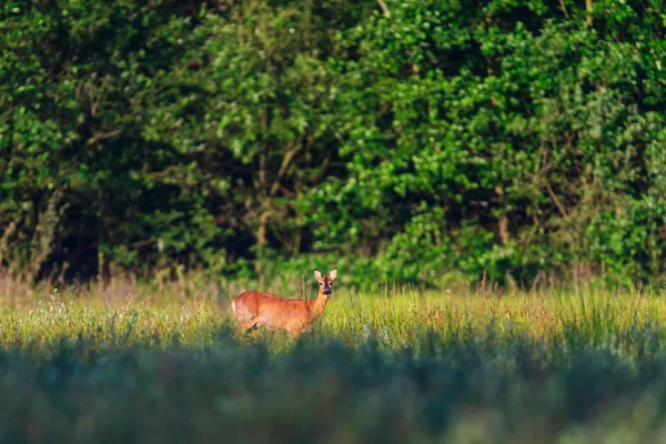 Roe cervo corça no campo ensolarado no verão . — Fotografia de Stock