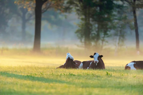 Cows lying in misty meadow at sunrise. — Stock Photo, Image