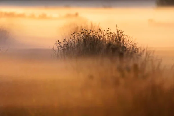 日の出の田舎の霧のフィールド. — ストック写真