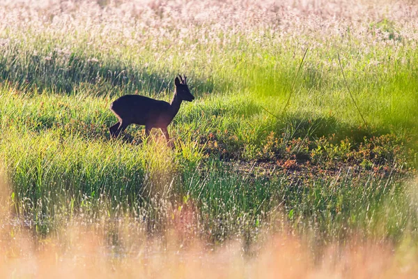 Czarna Roebuck w polu z wysoką trawą na wschodzie słońca. — Zdjęcie stockowe