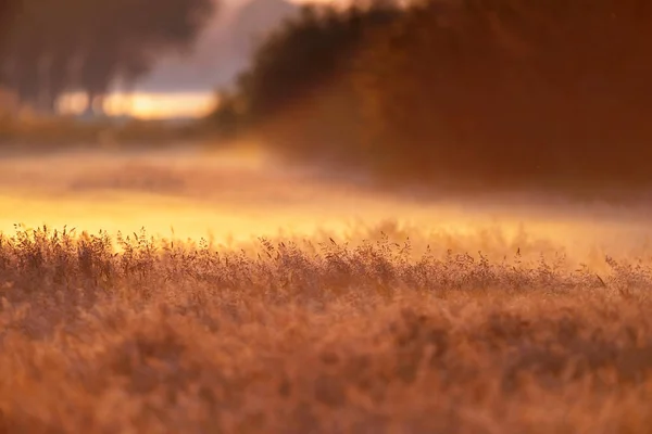 Prado com gramíneas altas em névoa ao amanhecer . — Fotografia de Stock