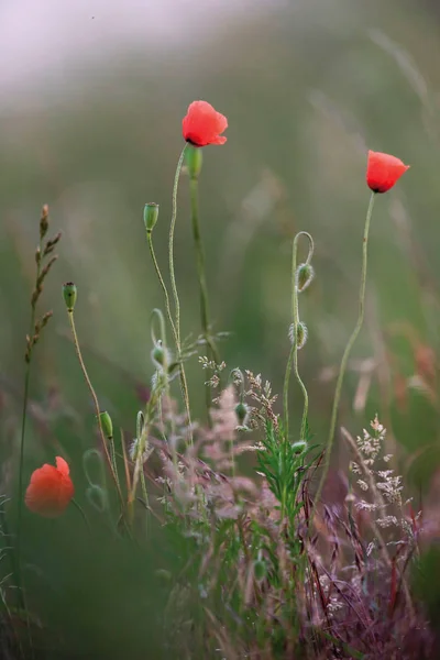 Poppies mellan högt gräs på landsbygden. — Stockfoto