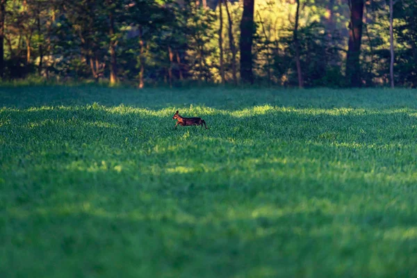 Fawn correre in prato al sole mattina d'estate . — Foto Stock