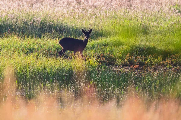 Roebuck nero in campo con erba alta all'alba . — Foto Stock