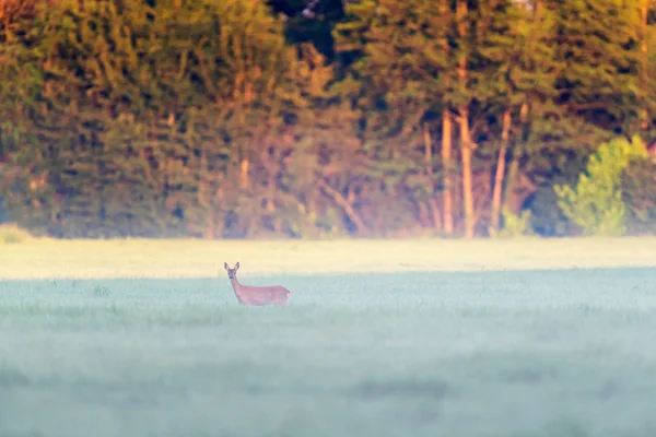 Roe cervo corça no prado enevoado . — Fotografia de Stock