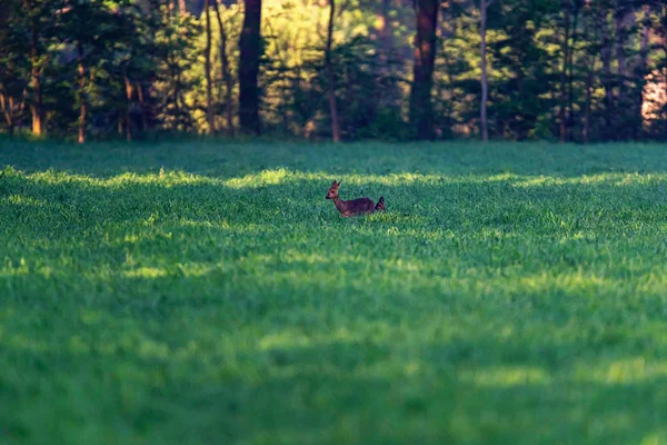 Roe deer mother with fawn in meadow at sunrise. — Stock Photo, Image