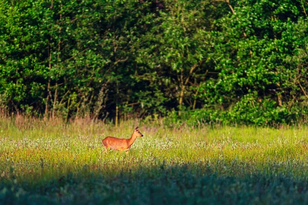 Roe cervo corça no campo ensolarado no verão . — Fotografia de Stock