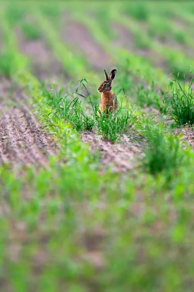 Hare sitter i färskt sådde jordbruksmark. — Stockfoto